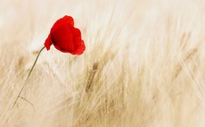 Using broad-leaf weeds to enhance biodiversity in arable crops without robbing yield