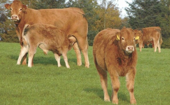 Redefining prime cattle could cut emissions
