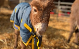 Moon the donkey was stolen from Hampshire with police keen to reunite the animal with her owners