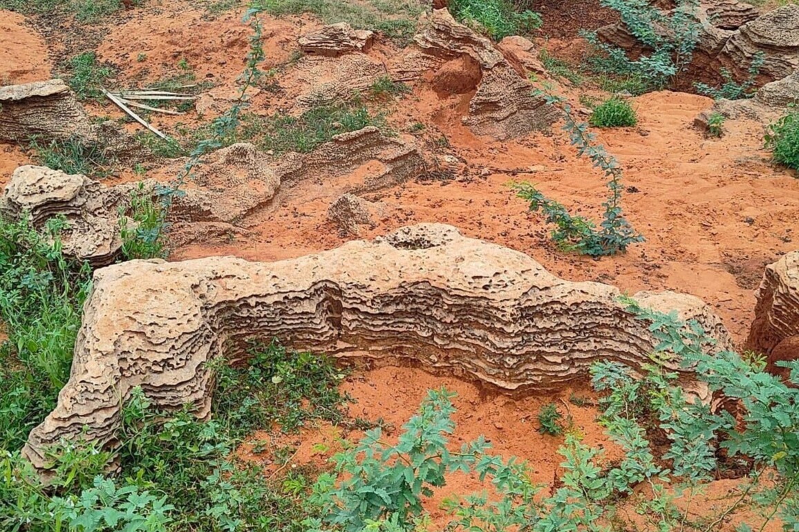 Marine fossils dating to 8,000-12,000 years unearthed by scientists in TN's Panaiyur