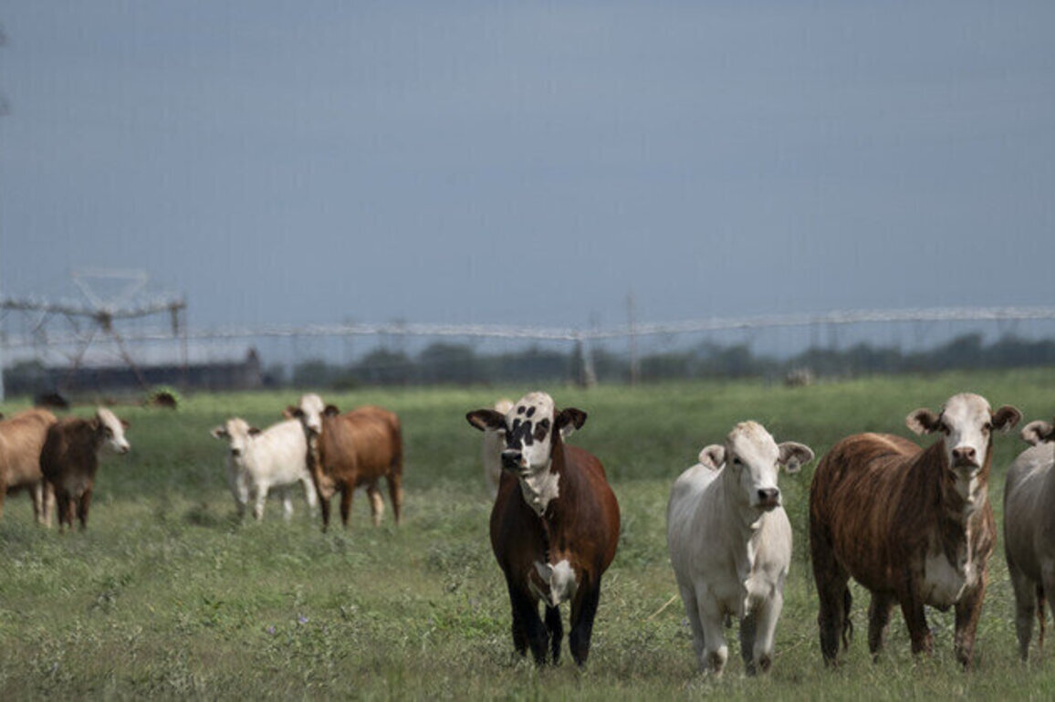 Flesh-eating parasite forces Canada to ban Texas livestock