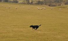 Livestock worrying attack in Wales leads to the death of a sheep