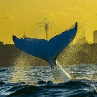 Hidden connections of more than 100 migratory marine species revealed in interactive map