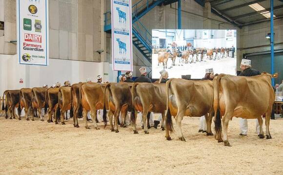 Dairy Show Preview: Meet the Jersey judge