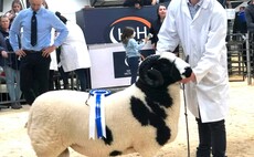 New Jacob shearling ram record set 