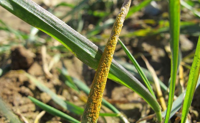 Yellow rust control difficulties ahead without teb in the toolkit