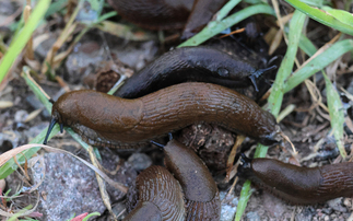 A new guide relates to treating slug hotspots