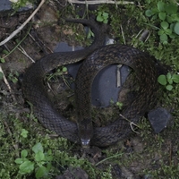 CHINA-SICHUAN-NEW SNAKE SPECIES (CN)