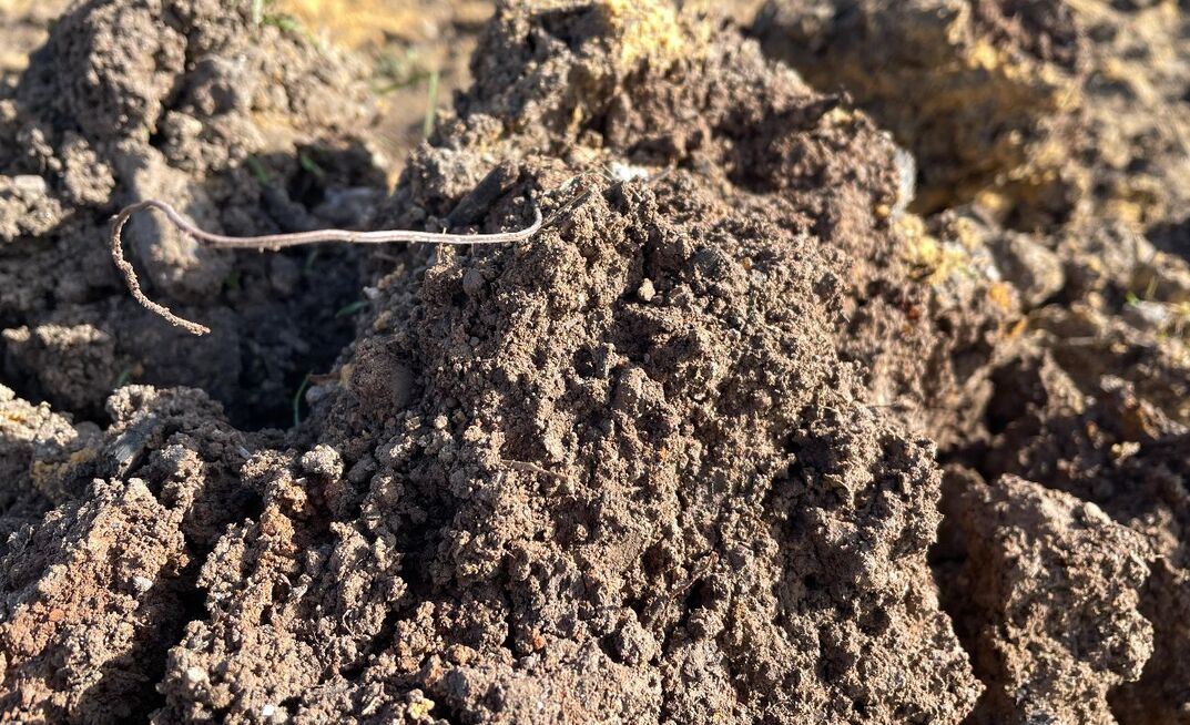 Microbes are the focus of recent research that looked at how they are linked to healthy soils. 
