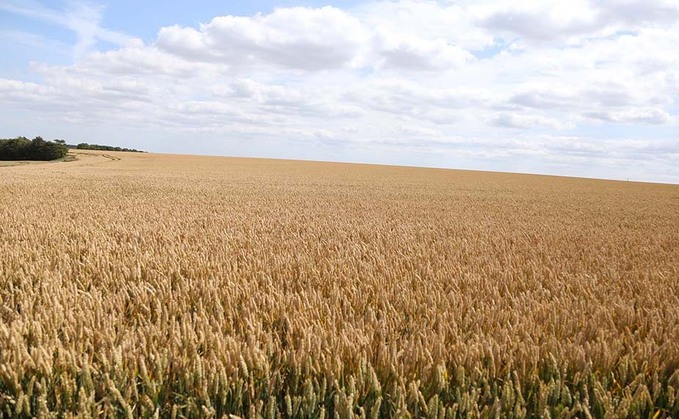 Scientists call for international investment to tackle major wheat losses