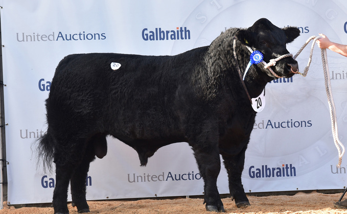 Sale leader Drumhill Exchange Rate Z194, from Johnathan and Lisa Doyle, Cookstown, which sold for 13,000gns.