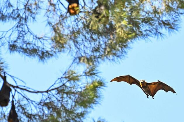 Deadly Hendra virus confirmed in state for first time since 2022
