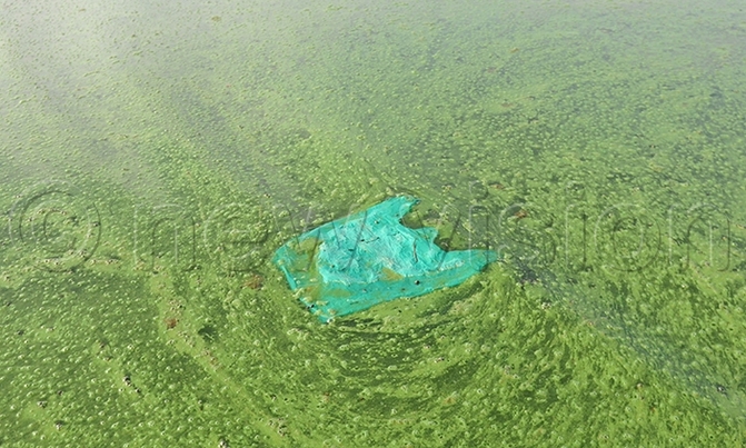Pollution killing Lake Victoria Pollution killing Lake Victoria