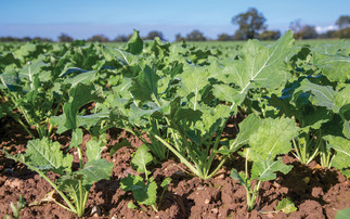 Why proactive oilseed rape canopy management is needed this spring