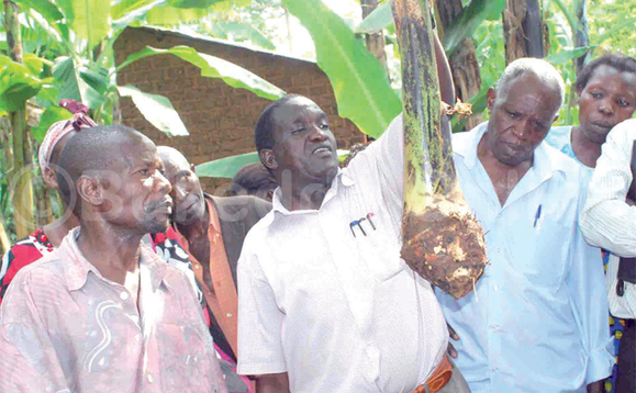 Omukugu ng’alaga endu erina okusimbibwa. Omukugu ng’alaga endu erina okusimbibwa.