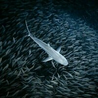 Sharks come in many different shapes and sizes. But they all follow a centuries-old mathematical rule