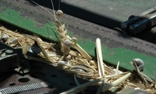 Avoid snails ruining grain harvest