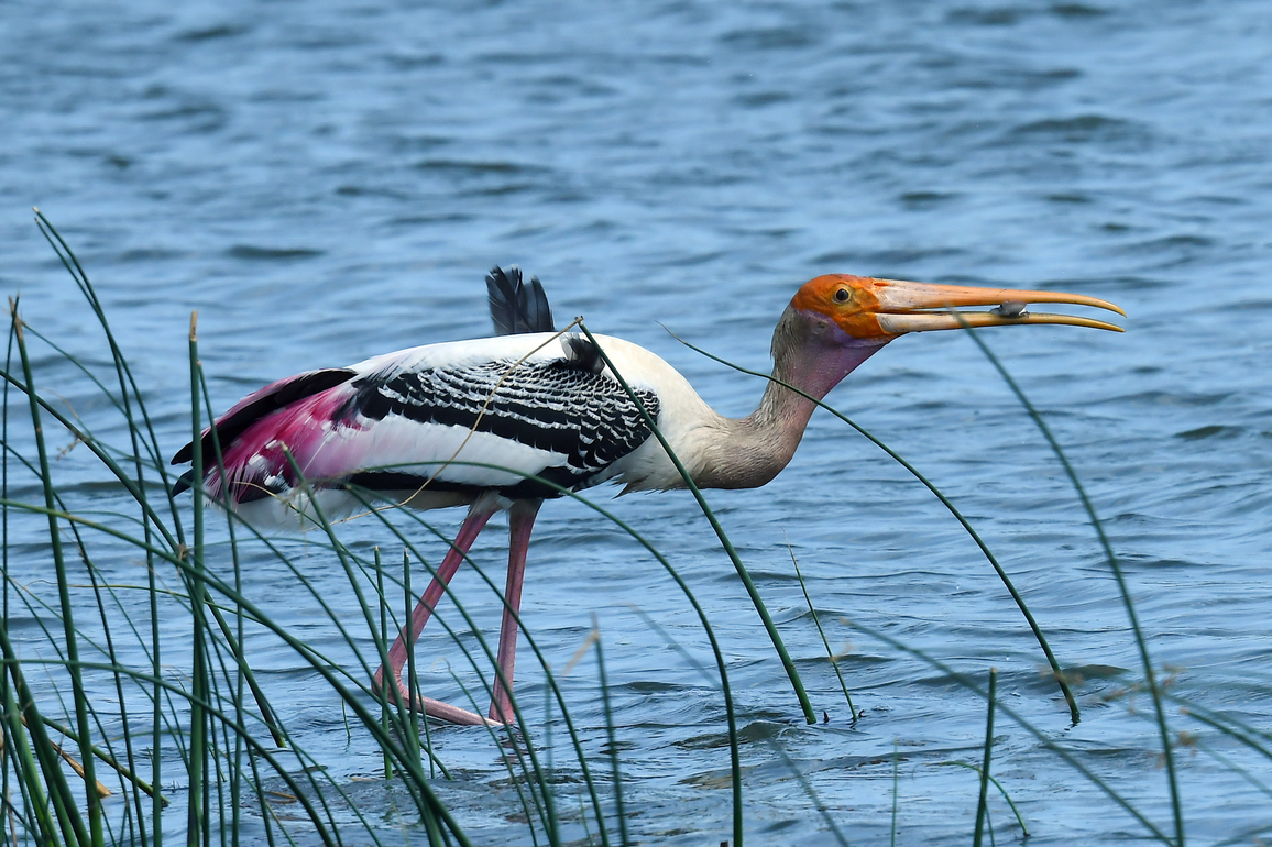 SRI LANKA-PAINTED STORK-FISH