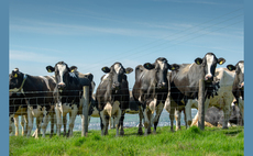 Distressing anti-dairy cinema advert banned