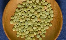 Lentil varieties bolt ahead of pack