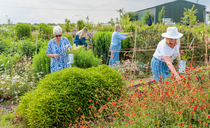 Flowers ensure sustainable future for family farm in Kent
