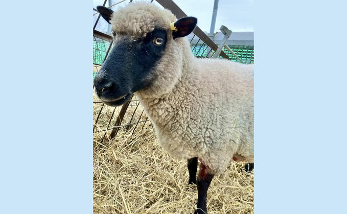 "Livestock are so vulnerable to these types of attacks, along with dog attacks. It is just so sad and devastating." (Baylham House Rare Breeds Farm)