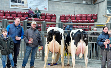 Auction mart sales round up: Record dairy average at Skipton and show potential cattle to £6,000 at Middleton