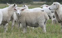 Nine lambs killed in dog attack at Welsh farm