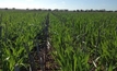 Australian researchers on international team developing more efficient wheat
