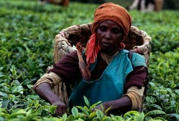 Kenyan tea industry loses over $19 mn - traders