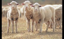 Lamb prices peaked above 900c/kg last month.