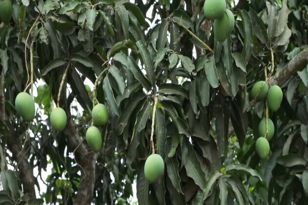Malda mango traders push for airport reopening to boost exports and farmer earnings ahead assembly elections