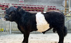 Auction mart sales round-up: Belted Galloways to 6,200gns, new centre record for commercial cows and calves, and steady demand for store cattle