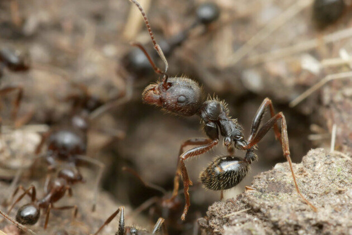 One queen ant, two species: the discovery that reshapes what 'family' means in nature