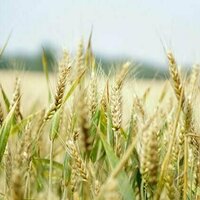Australian farmland values are at lofty heights. Research reveals this could be hurting some farmers