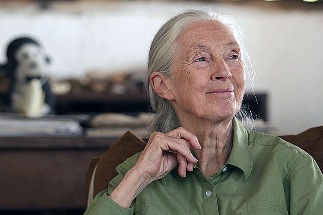 Jane Goodall, chimpanzee researcher and conservation icon, dies at 91