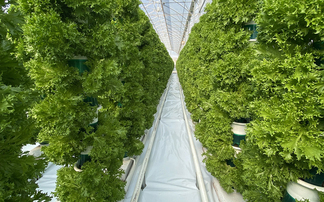 How a high-tech farm is helping the UK take back control of food supply