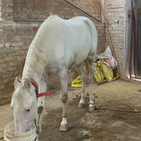 Lucknow Police recovers stolen Iranian breed horse named Duldul
