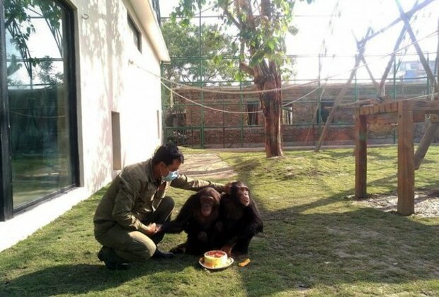 Rescued chimpanzee pair new celebrities at Nepal's zoo