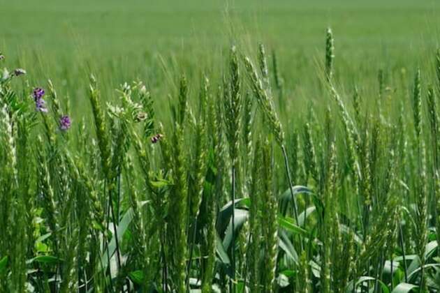 &#39;Everything started regrowing&#39;- Alberta farmers welcome rainfall