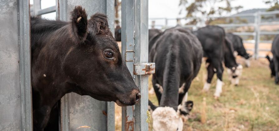 Vaccinating unpredictable animals puts livestock handlers at risk of potentially dangerous needlestick injuries. 