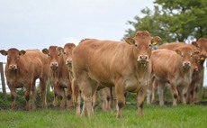 Vaccine guide pinpoints high priority ruminant diseases