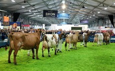 Hallow Holsteins scoop sixth Royal Ulster Winter Fair championship
