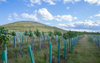 Atom bank snaps up 25 acres of woodland in bid to become 'carbon positive' by 2035