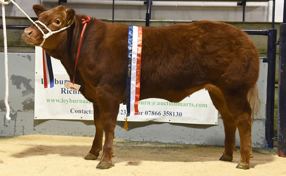 Limousin heifer takes Leyburn championship