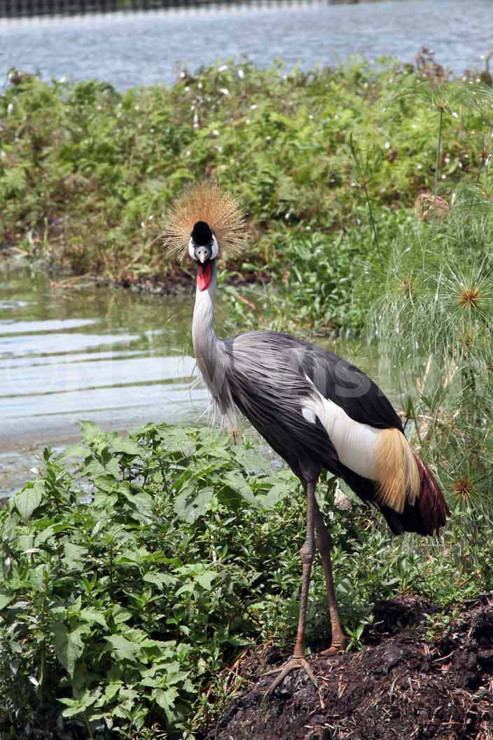   crested crane perched at ort ell landing site which has been pounded by floods hoto by bbey amadhan