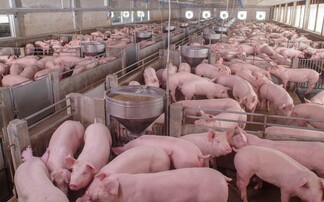 Pig gene-editing technology developed by UK researchers approved for US market