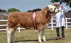 Simmental heifer reigns supreme at Suffolk Show