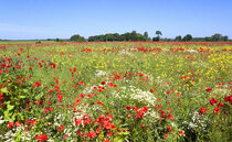 Regenerative agriculture survey: What does it mean for you and your business?