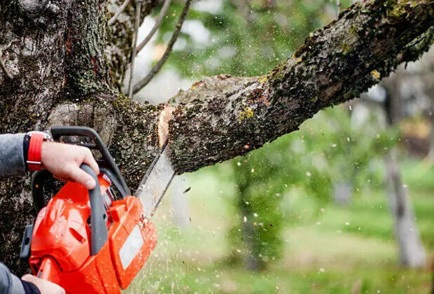 Trump Expands U.S. Logging Amid Canadian Lumber Tariffs